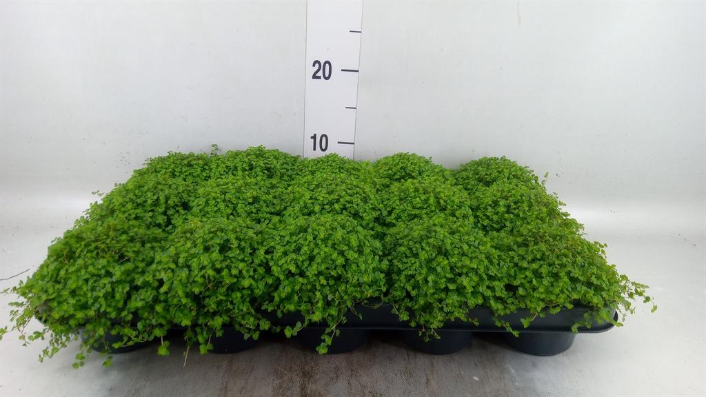 Горшечные цветы и растения оптом Soleirolea Sol Green от 15шт (для телеги) из Голландии с доставкой по России