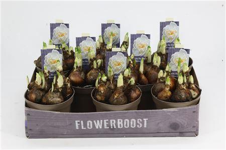 Горшечные цветы и растения оптом Narcis Bridal Crown 12 от 8шт из Голландии с доставкой по России