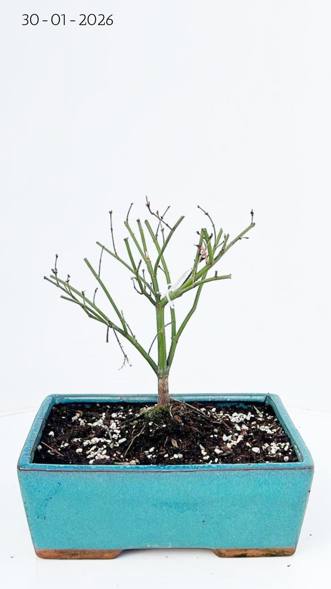 Горшечные цветы и растения оптом Bonsai Acer Palmatum Little Princess от 3шт из Голландии с доставкой по России