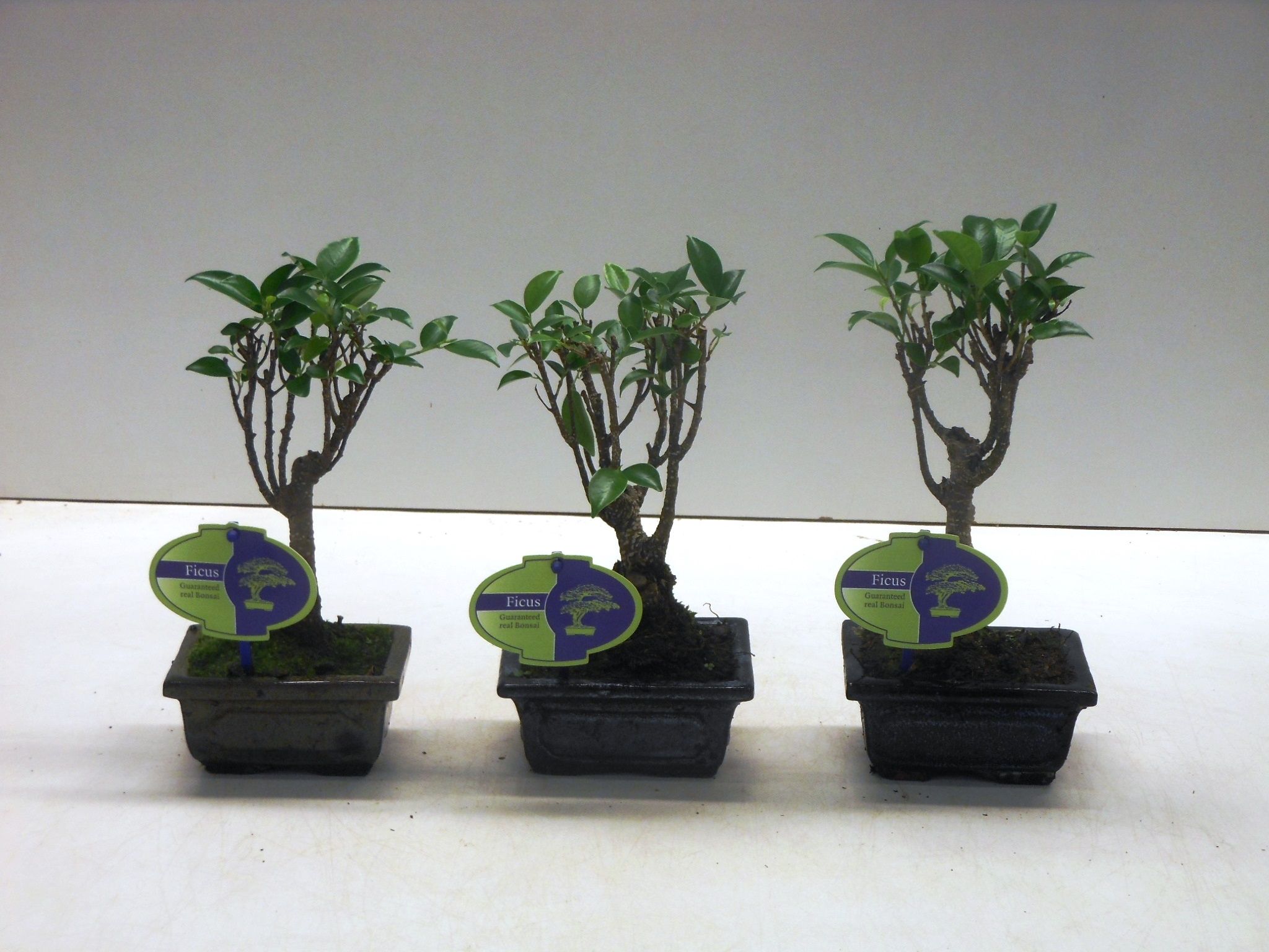 Горшечные цветы и растения оптом Bonsai Ficus Retusa, Without Driptray от 14шт из Голландии с доставкой по России