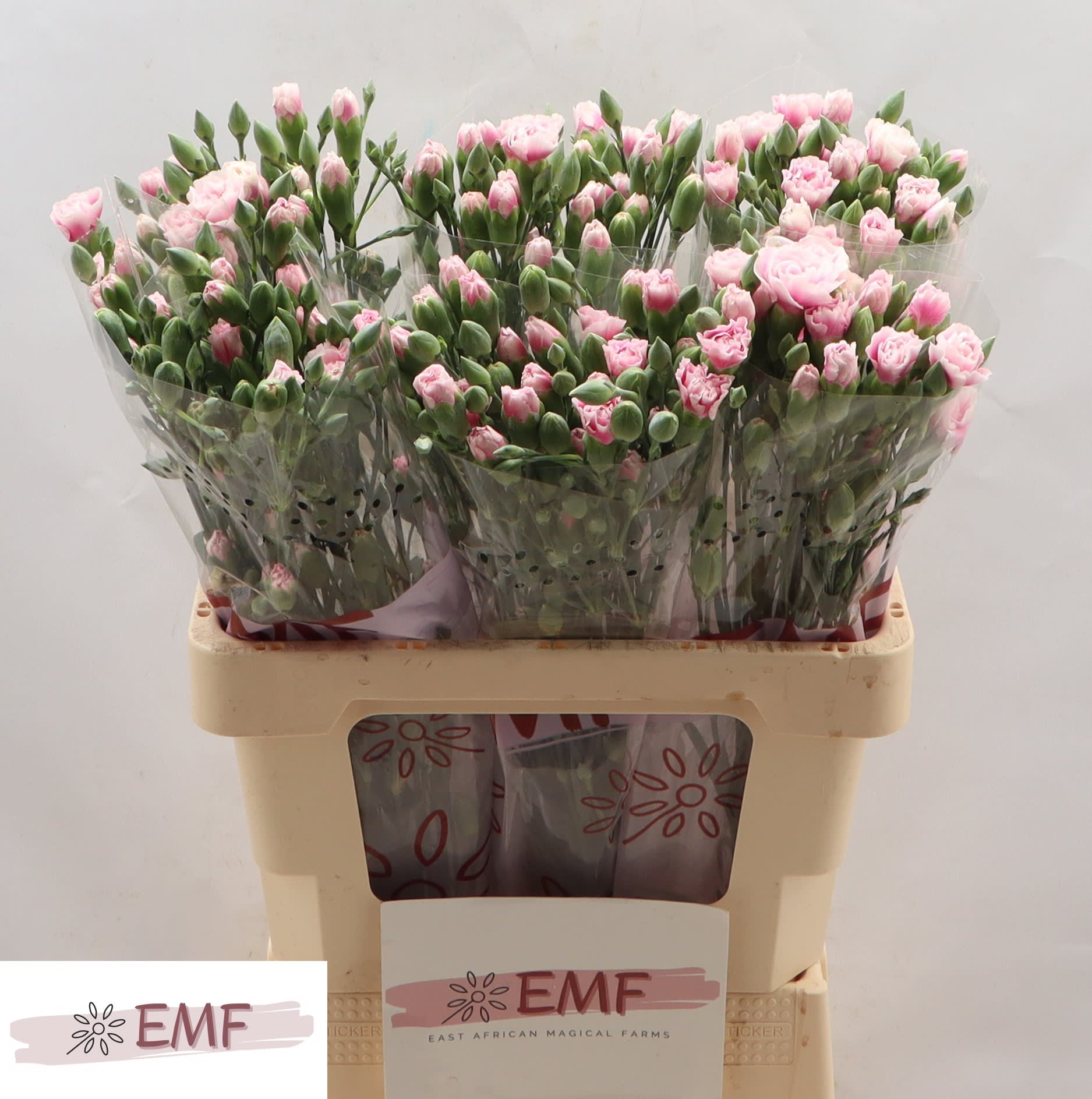 Срезанные цветы оптом Dianthus sp fancy frill от 60шт из Голландии с доставкой по России