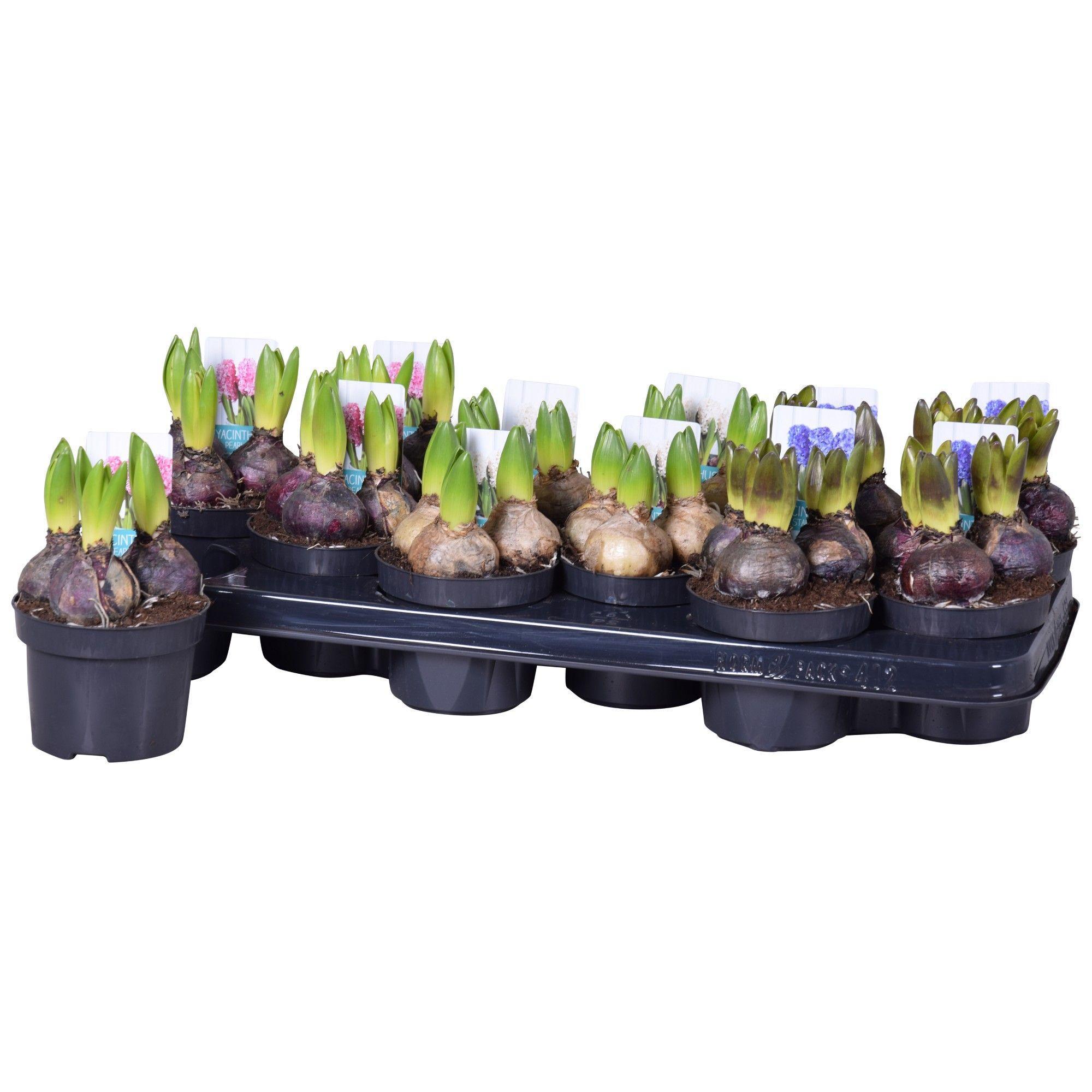 Горшечные цветы и растения оптом Hyacinthus Mix от 12шт из Голландии с доставкой по России