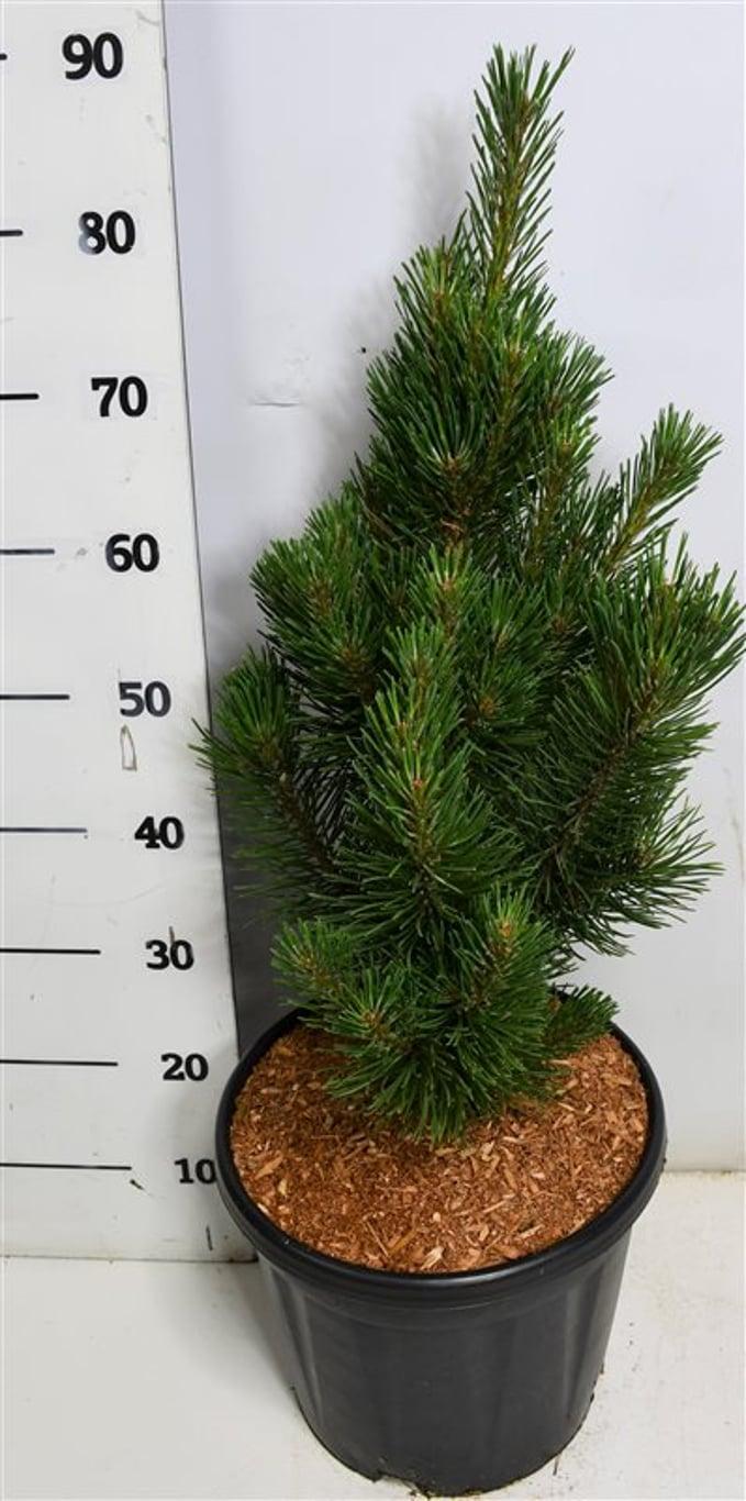 Горшечные цветы и растения оптом Pinus Mugo Rigi от 1шт из Голландии с доставкой по России
