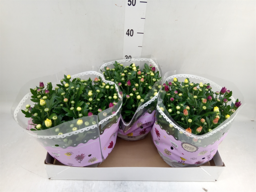 Горшечные цветы и растения оптом Chrysanthemum   ..mix/pot от 3шт из Голландии с доставкой по России