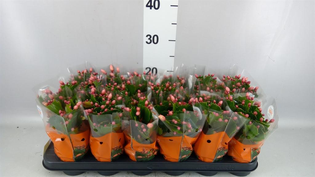 Горшечные цветы и растения оптом Schlumbergera ... от 18шт (для телеги) из Голландии с доставкой по России
