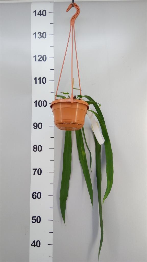 Горшечные цветы и растения оптом Anthurium ... от 1шт из Голландии с доставкой по России