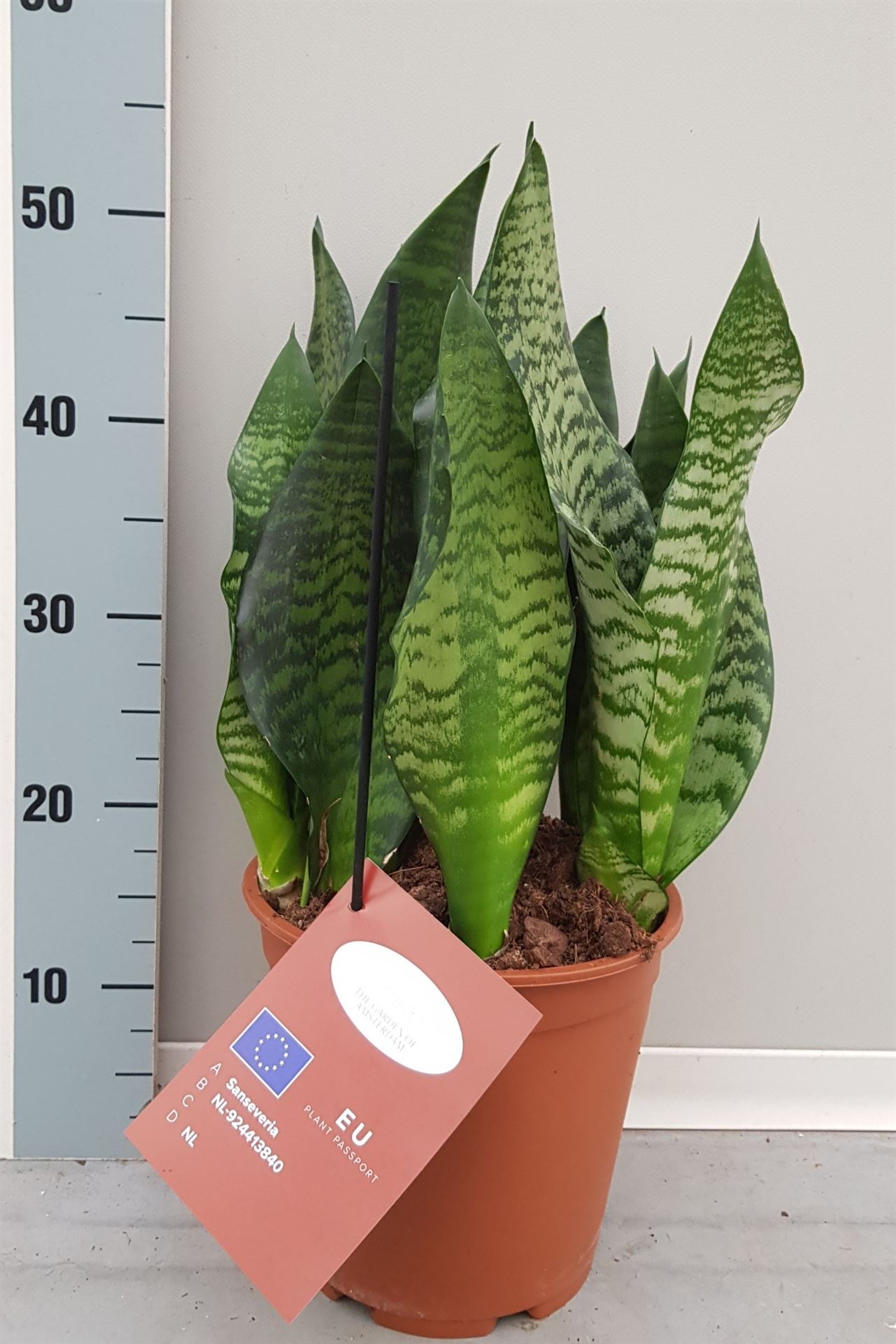 Горшечные цветы и растения оптом Sansevieria Black Coral от 1шт из Голландии с доставкой по России