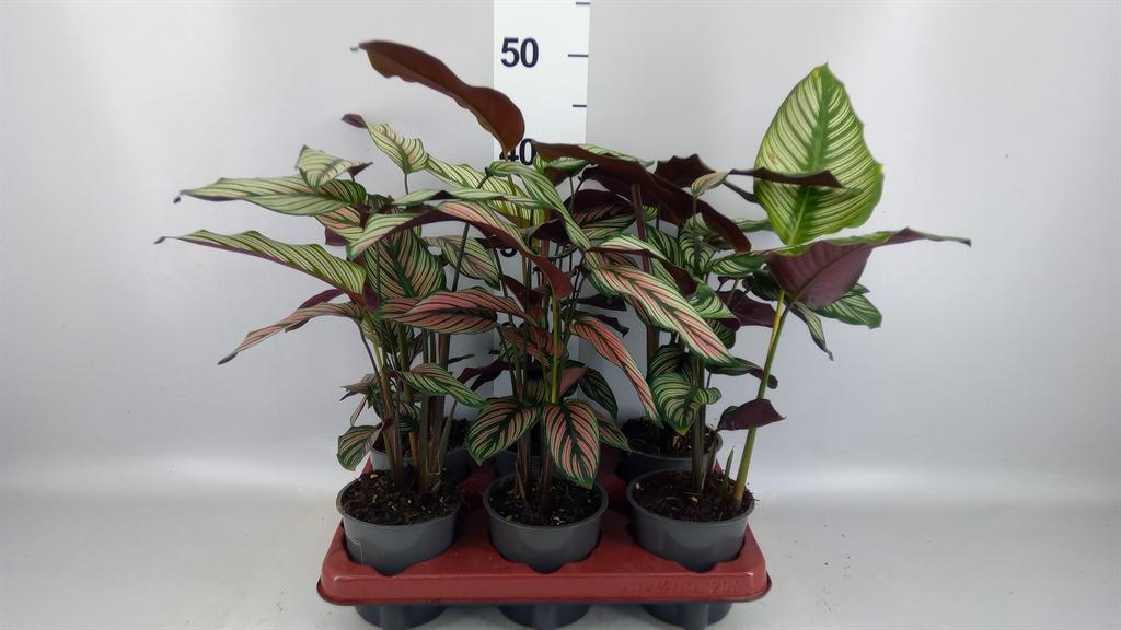 Горшечные цветы и растения оптом Calathea Beautystar от 6шт из Голландии с доставкой по России