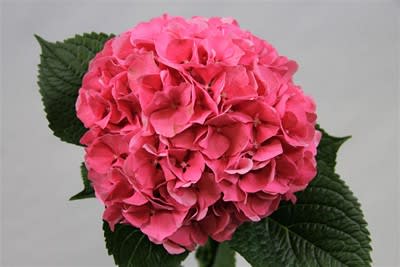 Срезанные цветы оптом Hydrangea cerise от 10шт из Голландии с доставкой по России