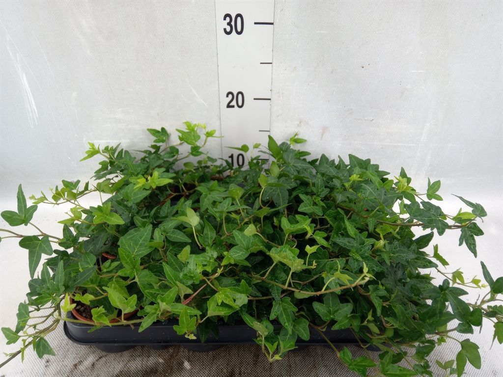 Горшечные цветы и растения оптом Hedera   ...green Leafed от 18шт из Голландии с доставкой по России