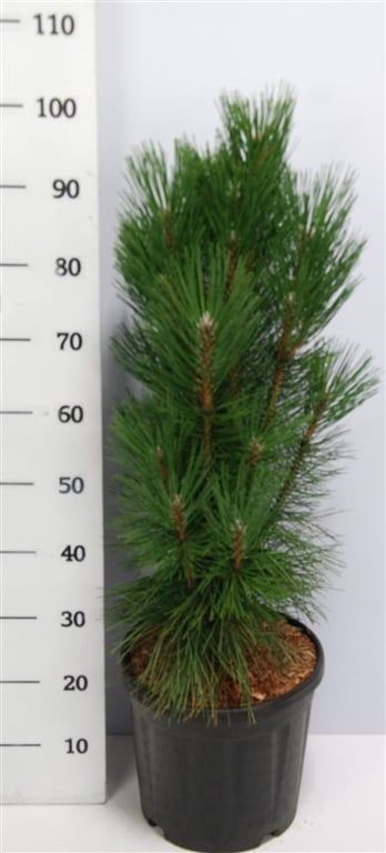 Горшечные цветы и растения оптом Pinus Nigra Pyramidalis от 1шт из Голландии с доставкой по России