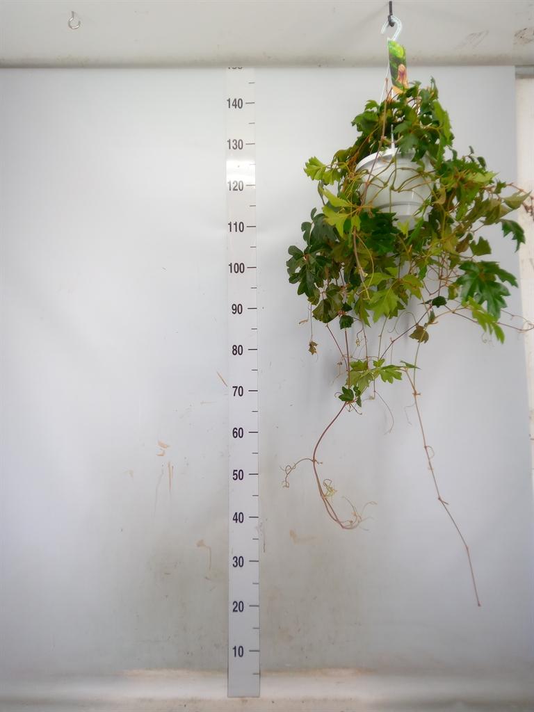 Горшечные цветы и растения оптом Cissus Ellen Danica Hangpot от 1шт из Голландии с доставкой по России