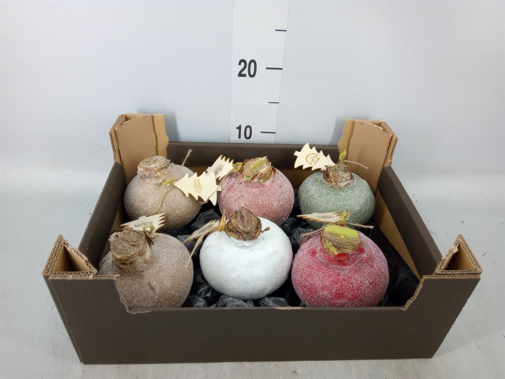 Горшечные цветы и растения оптом Hippeastrum   ...waxed H% от 6шт из Голландии с доставкой по России