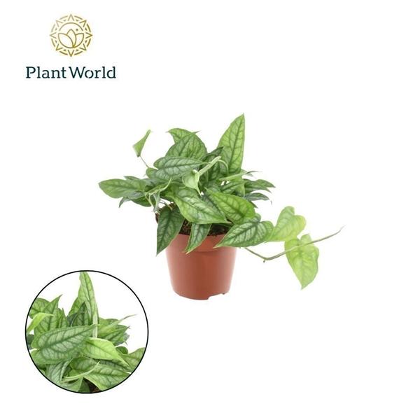 Горшечные цветы и растения оптом Monstera Siltepecana от 10шт из Голландии с доставкой по России Горшечные цветы и растения оптом Monstera Siltepecana от 10шт из Голландии с доставкой по России