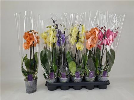 Горшечные цветы и растения оптом Phal ** Paint** Gem 2 Branches 16+ * Spring Dea от 10шт из Голландии с доставкой по России