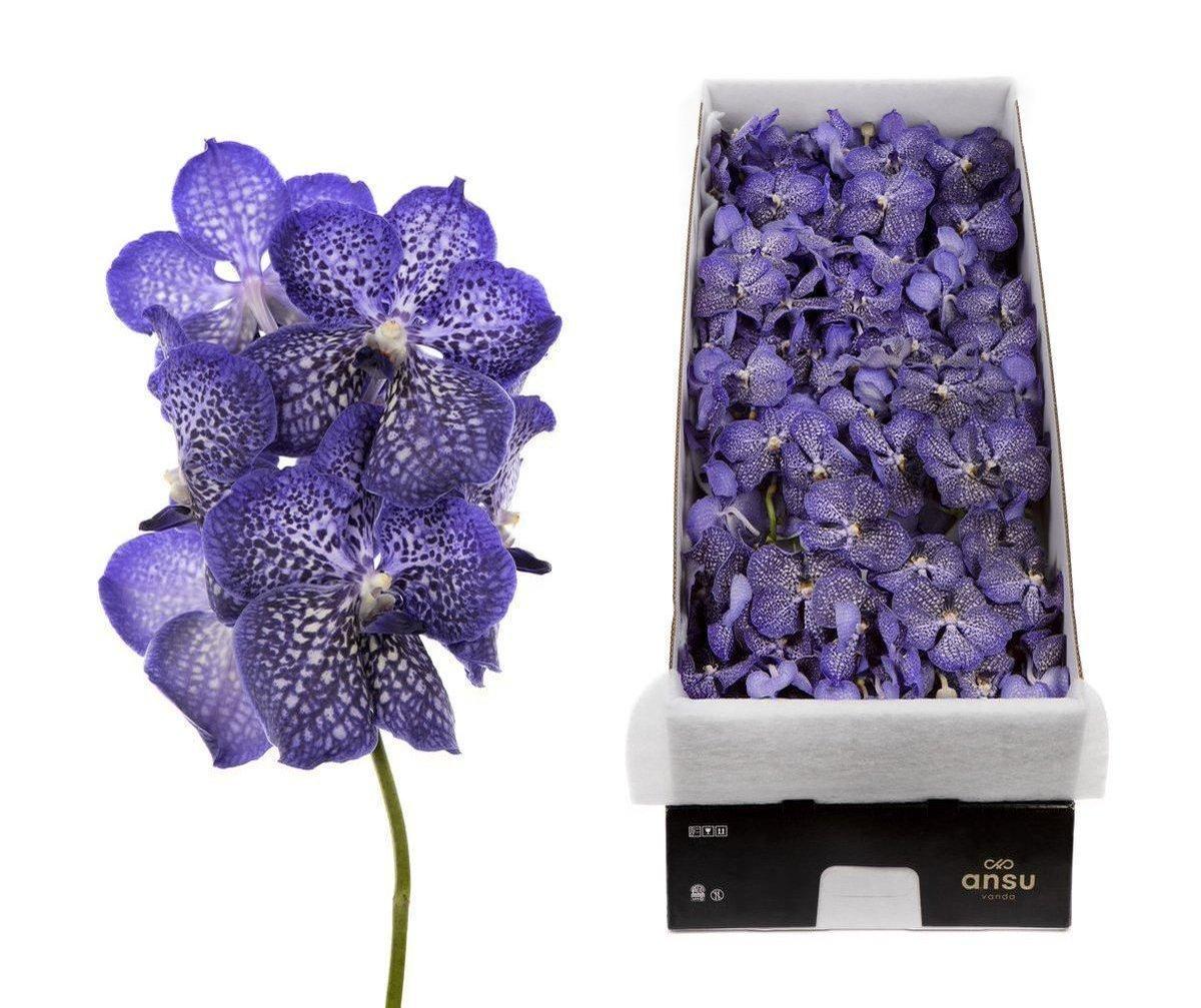 Срезанные цветы оптом Vanda sapphire per stem от 4шт. из Голландии с доставкой по России