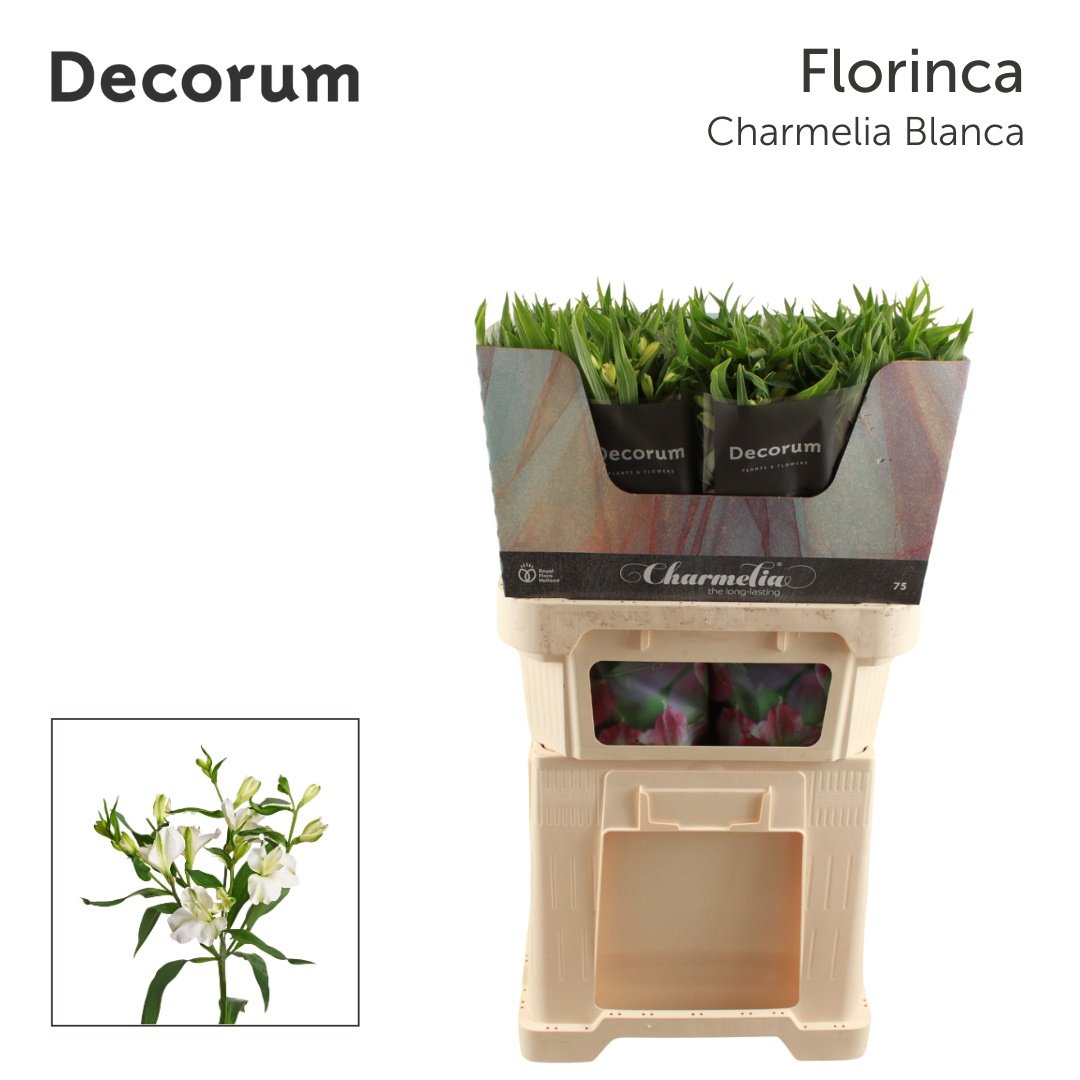 Срезанные цветы оптом Alstroemeria fl charmelia blanca от 50шт из Голландии с доставкой по России