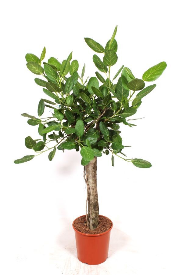 Горшечные цветы и растения оптом Ficus Ben Audrey On Stem от 1шт из Голландии с доставкой по России