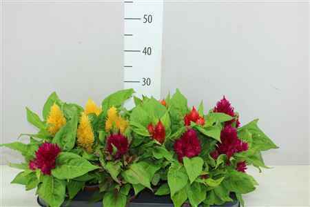 Горшечные цветы и растения оптом Celosia Arg Plumosa Gemengd от 12шт из Голландии с доставкой по России