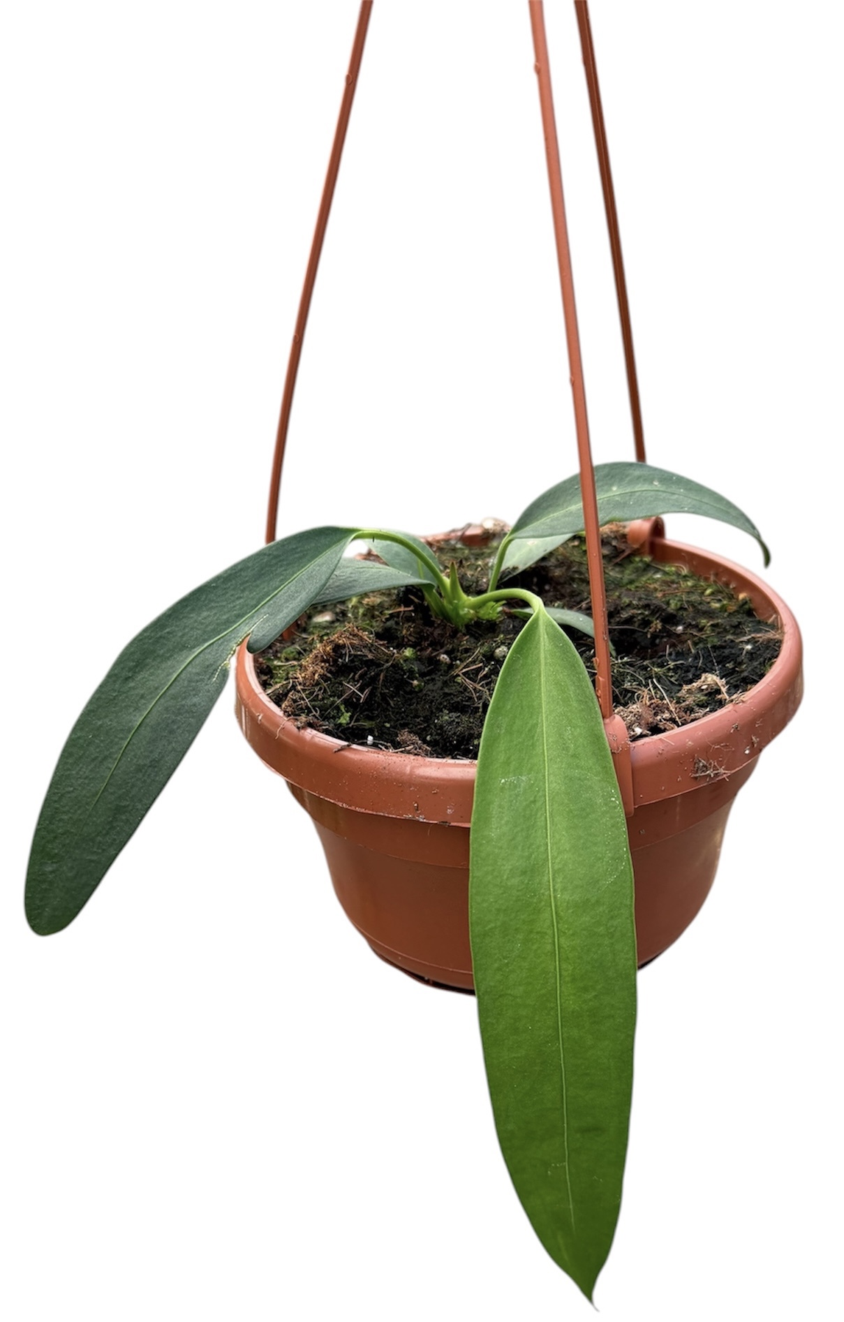 Горшечные цветы и растения оптом Anthurium Wendlingeri от 1шт из Голландии с доставкой по России