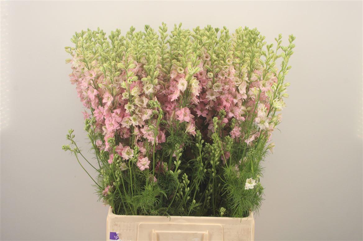 Срезанные цветы оптом Delphinium qis light pink (consolida) от 80шт из Голландии с доставкой по России