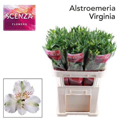 Срезанные цветы оптом Alstroemeria virginia от 60шт из Голландии с доставкой по России