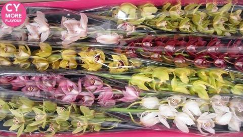 Срезанные цветы оптом Minicymbidium mix от 8шт из Голландии с доставкой по России