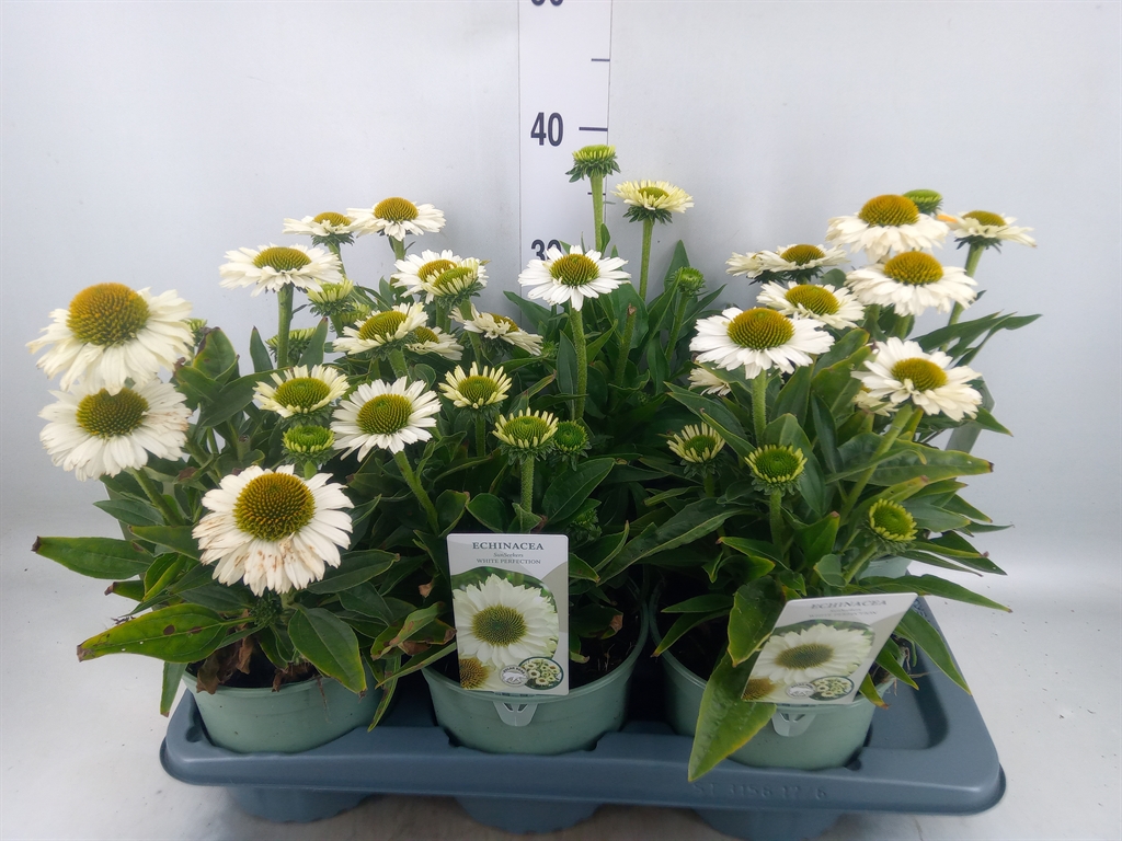 Горшечные цветы и растения оптом Echinacea Purp. от 6шт из Голландии с доставкой по России