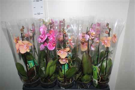 Горшечные цветы и растения оптом Phal Gem 5 Kl T 1 Branche 6+ от 10шт из Голландии с доставкой по России