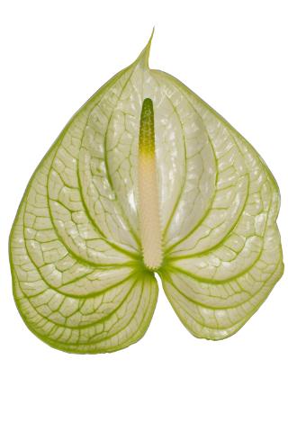 Срезанные цветы оптом Anthurium extase от 50шт из Голландии с доставкой по России