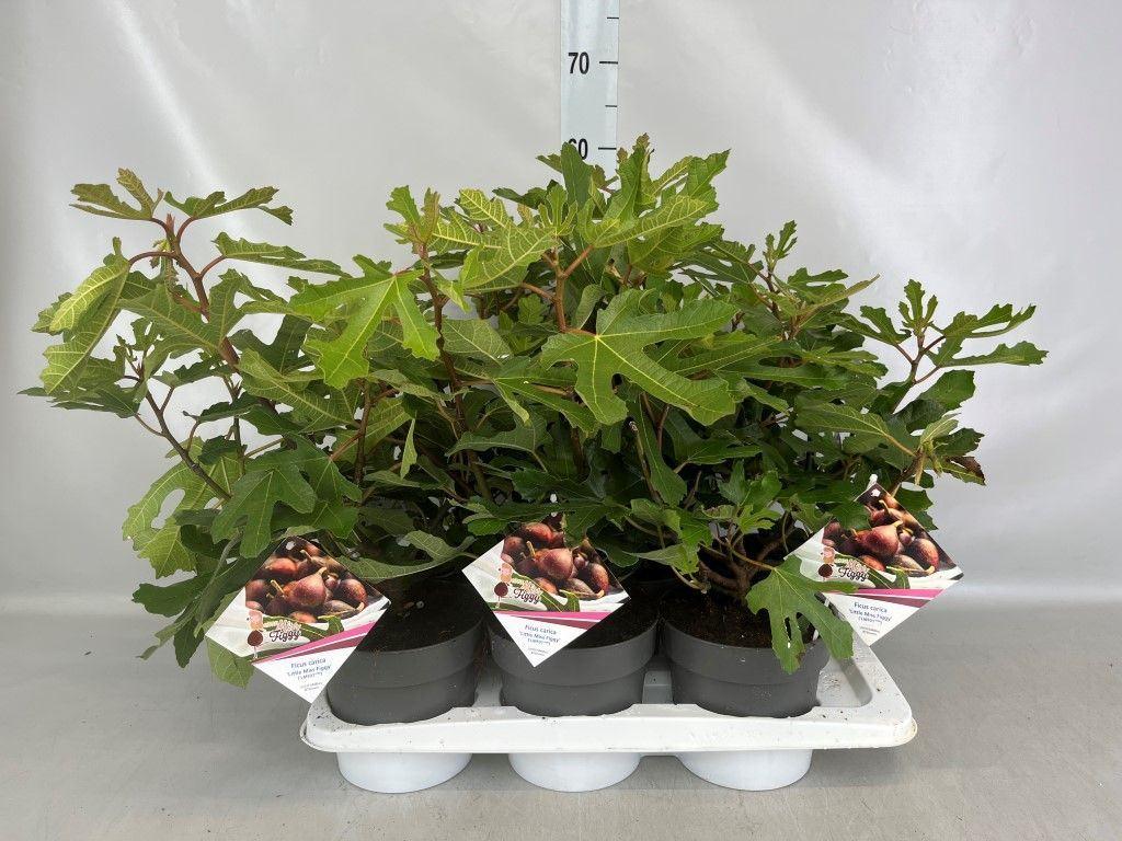 Горшечные цветы и растения оптом Ficus Carica от 6шт из Голландии с доставкой по России