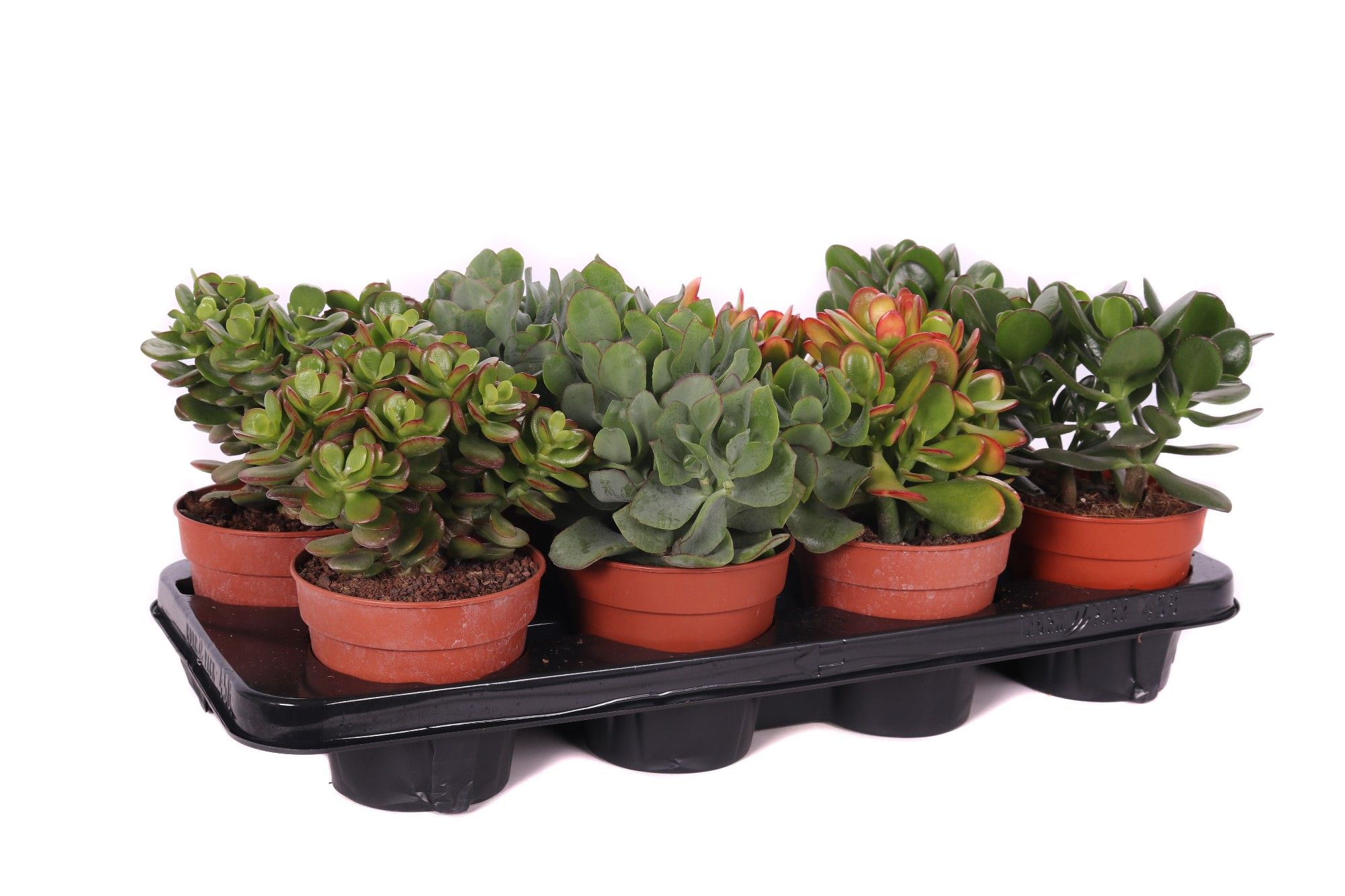 Горшечные цветы и растения оптом Crassula Mix Canarias от 6шт из Голландии с доставкой по России