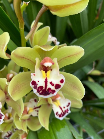 Срезанные цветы оптом Minicymbidium green greenland от 18шт из Голландии с доставкой по России
