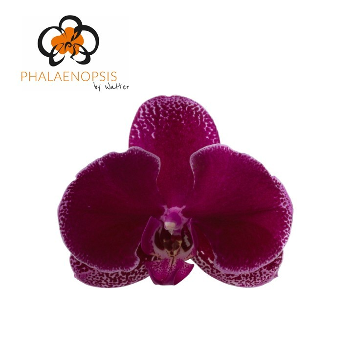 Срезанные цветы оптом Phalaenopsis lie-de-vin (per stem) от 15шт из Голландии с доставкой по России