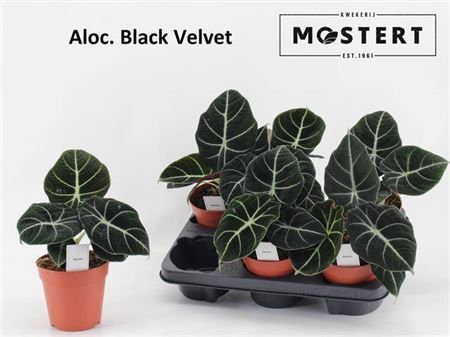 Горшечные цветы и растения оптом Aloc Black Velvet от 6шт из Голландии с доставкой по России