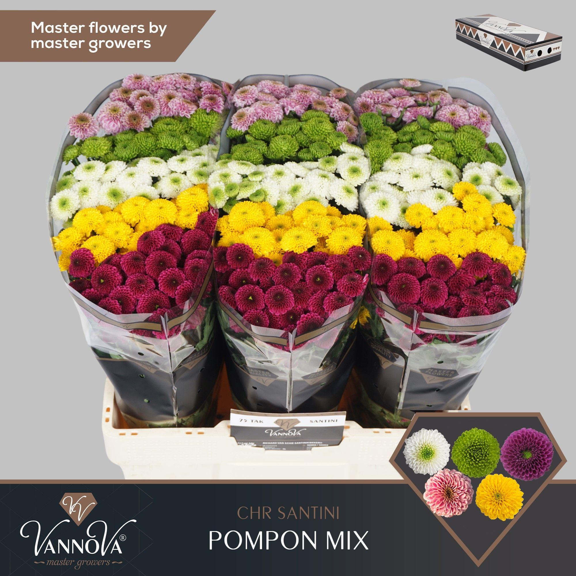 Срезанные цветы оптом Chrys sa mix pompon от 150шт из Голландии с доставкой по России