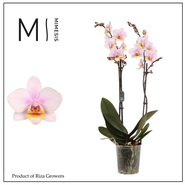 Горшечные цветы и растения оптом Mimesis Phal. San Jose - 2 Spike 12cm от 10шт из Голландии с доставкой по России