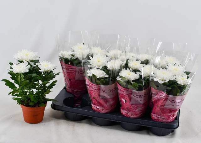 Горшечные цветы и растения оптом Chrys Zembla Next White Make-upz от 8шт из Голландии с доставкой по России