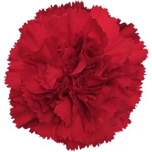 Срезанные цветы оптом Dianthus st don pedro от 80шт из Голландии с доставкой по России