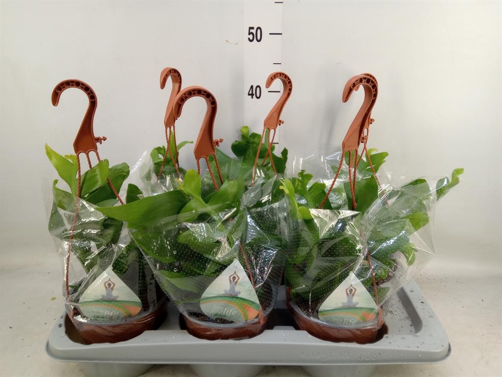 Горшечные цветы и растения оптом Epiphyllum   ... от 6шт из Голландии с доставкой по России