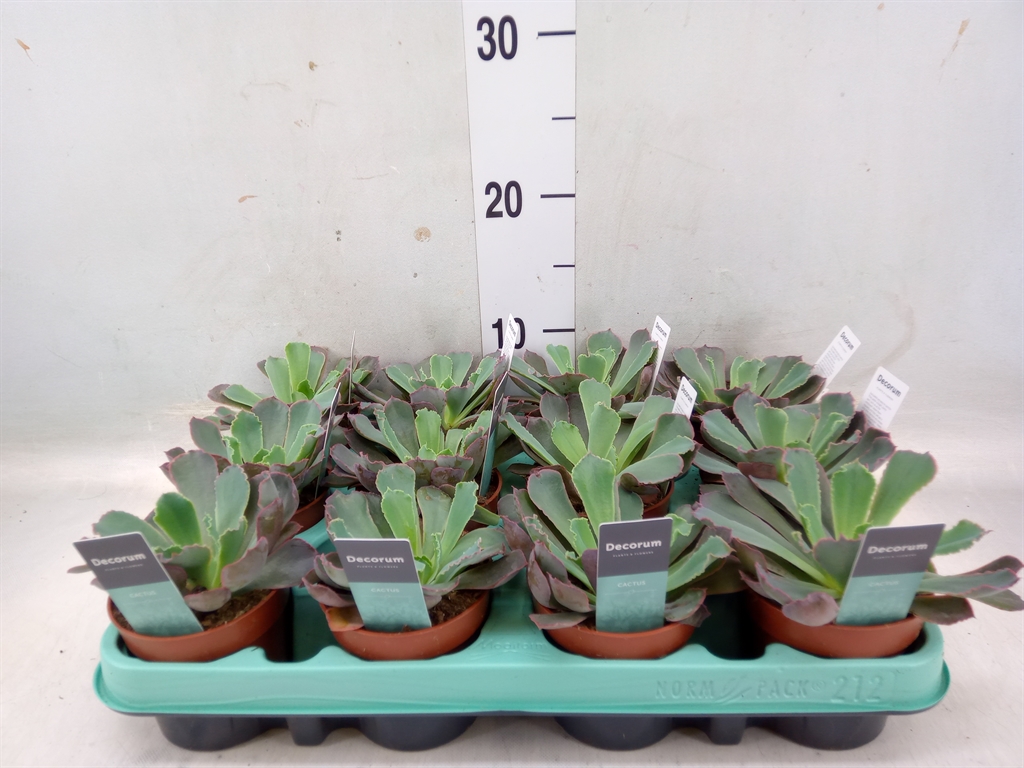 Горшечные цветы и растения оптом Echeveria   ... от 12шт из Голландии с доставкой по России