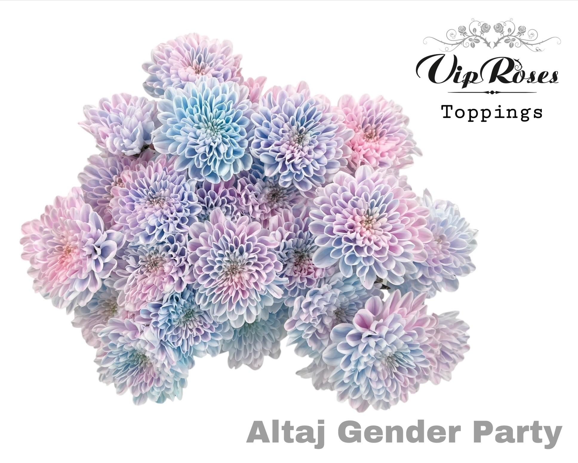 Срезанные цветы оптом Chrys sp paint altaj gender party от 20шт из Голландии с доставкой по России