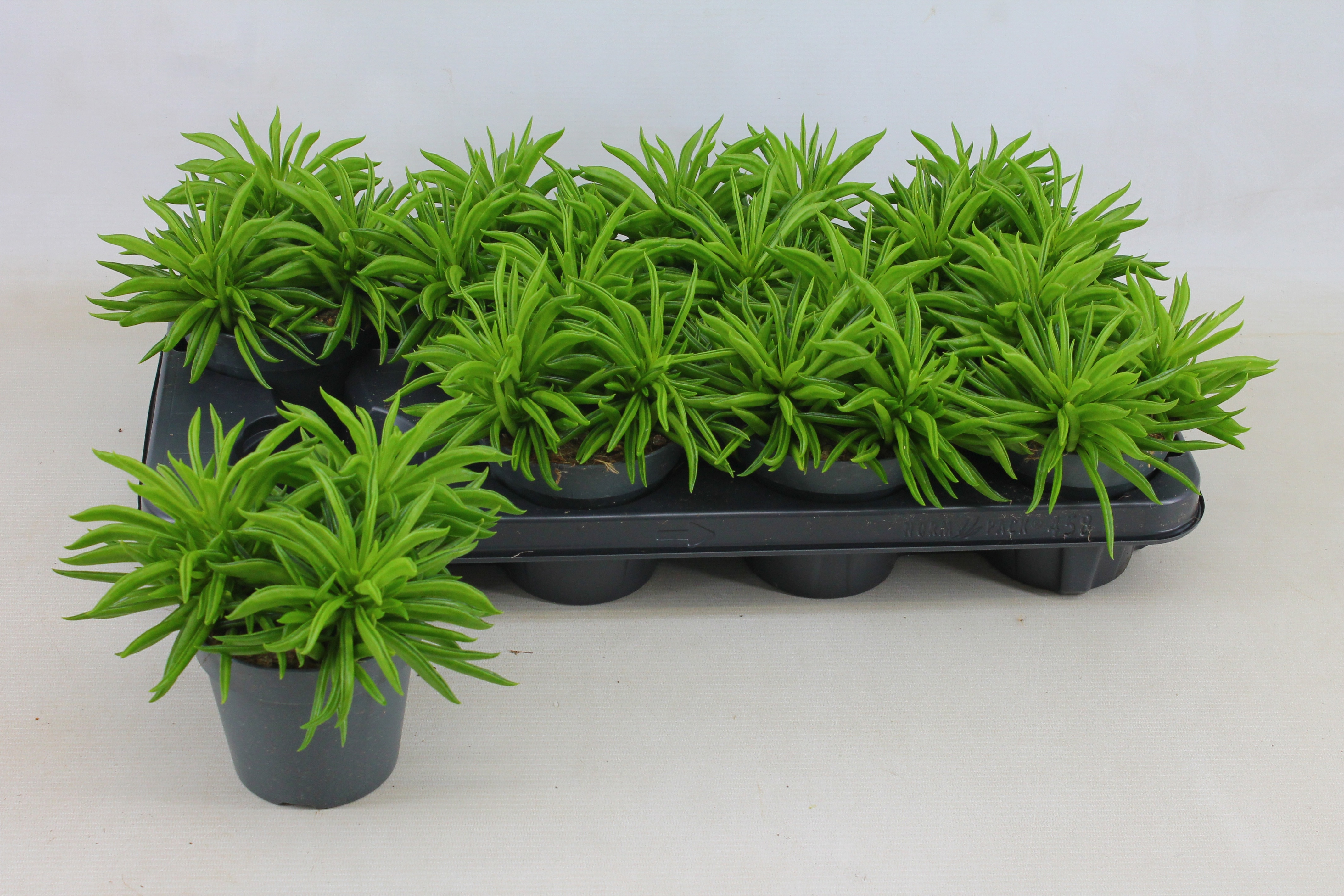 Горшечные цветы и растения оптом Pep Ov от 8шт из Голландии с доставкой по России