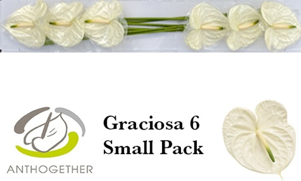 Срезанные цветы оптом Anthurium graciosa от 6шт из Голландии с доставкой по России