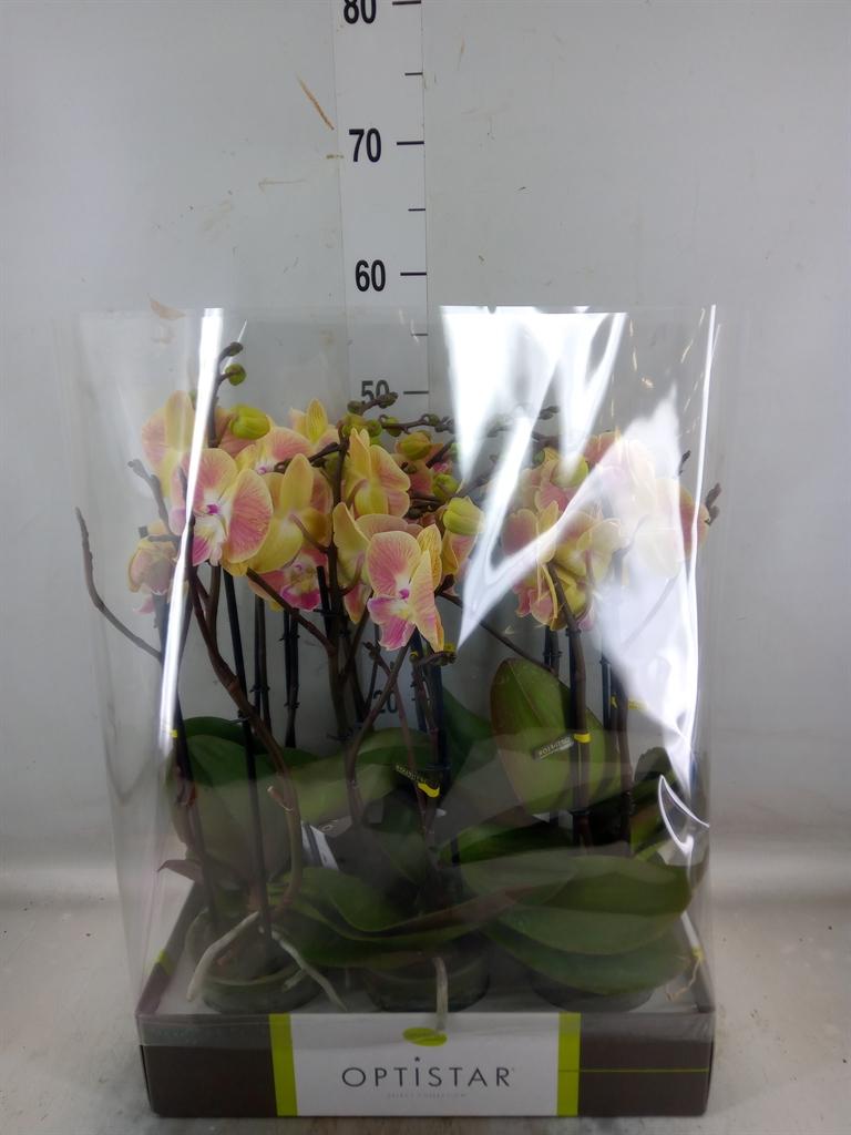 Горшечные цветы и растения оптом Phalaenopsis   ...orange от 6шт из Голландии с доставкой по России