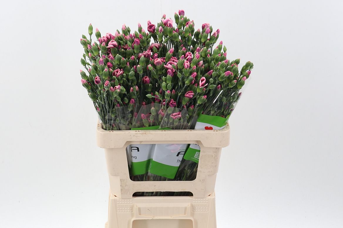 Срезанные цветы оптом Dianthus sp solomio bono от 100шт из Голландии с доставкой по России