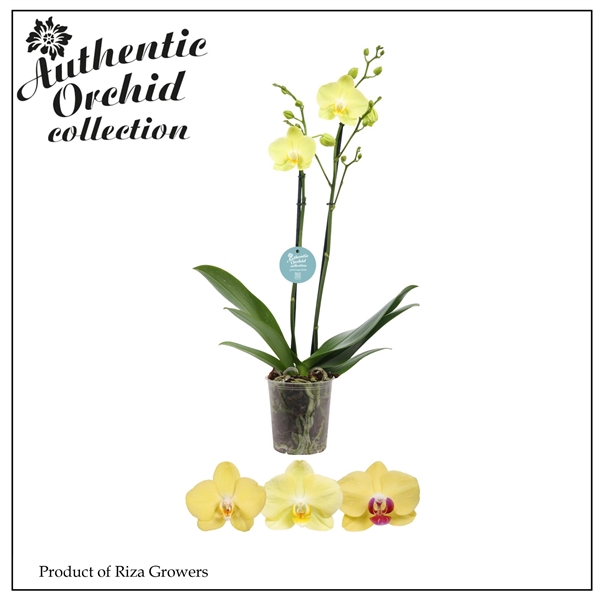 Горшечные цветы и растения оптом Phal 2st Yellow Authentic 12+ (orchid Growers) от 10шт из Голландии с доставкой по России