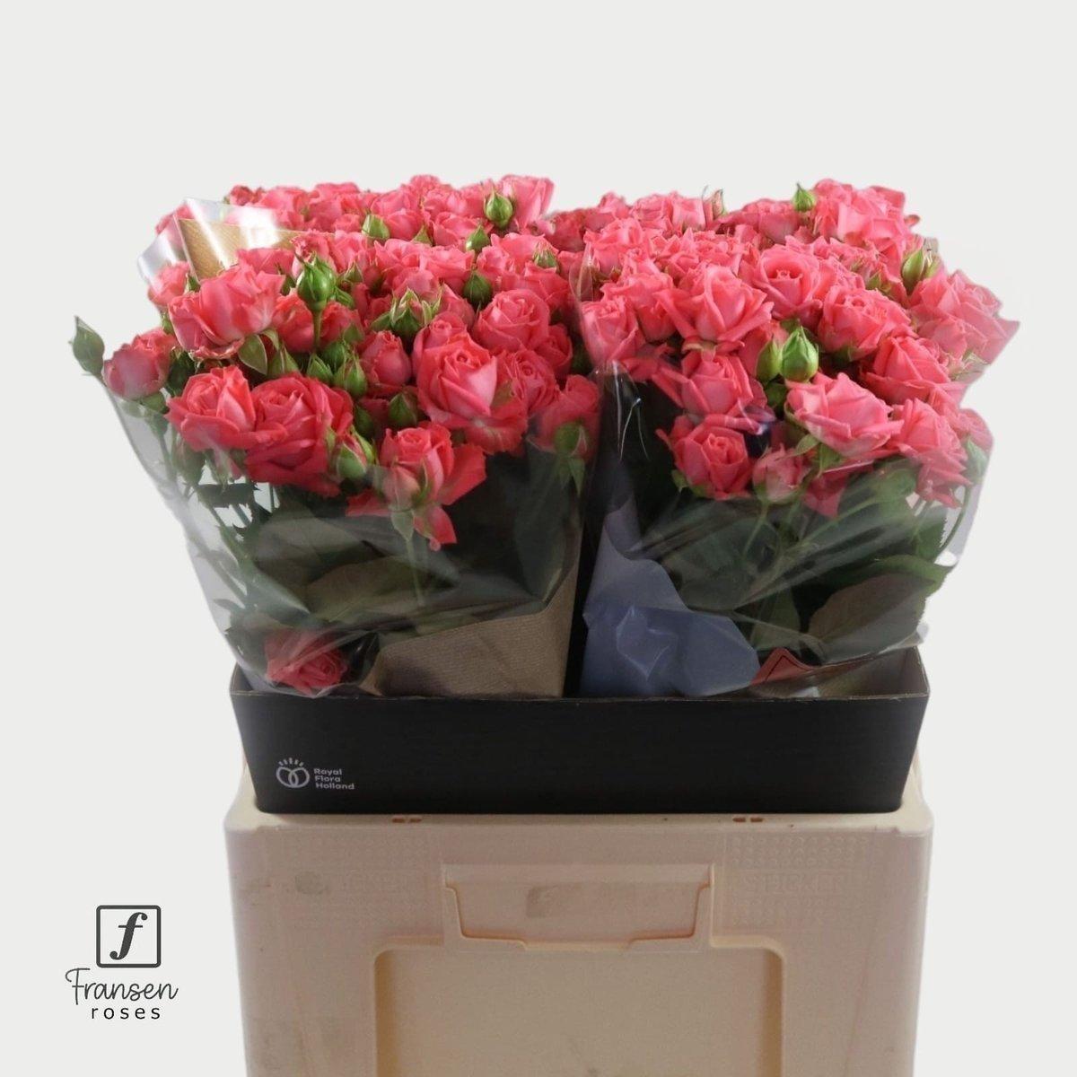 Срезанные цветы оптом Rosa spray barbados от 40шт из Голландии с доставкой по России