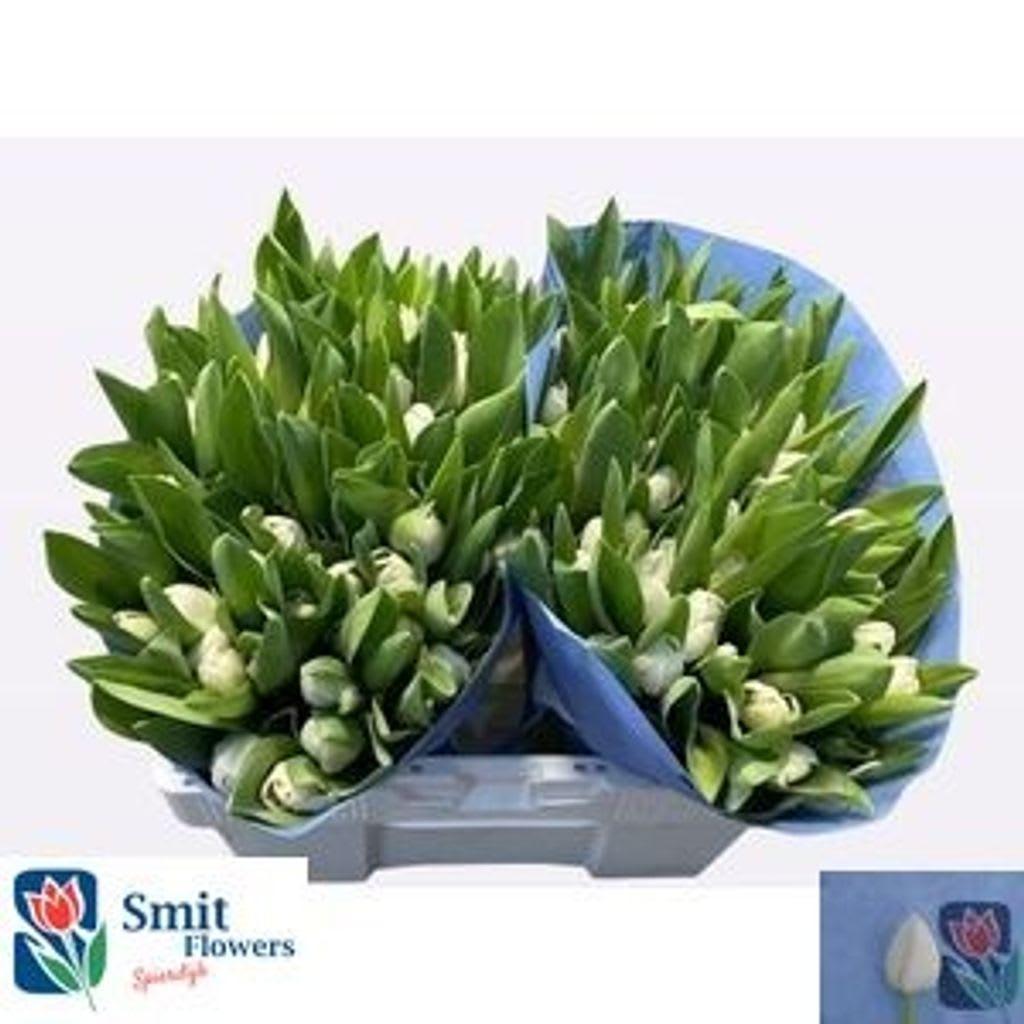 Срезанные цветы оптом Tulipa si royal virgin от 100шт из Голландии с доставкой по России