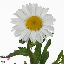 Срезанные цветы оптом Leucanthemum rhine view от 100шт из Голландии с доставкой по России